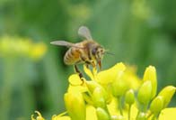 Rundlöf Klein, 2013, Science Vilda pollinatörer gynnar skörd Pollen deposition Frösättning Honungsbin Vilda insekter