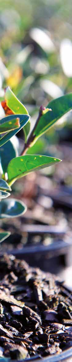 Min egen Trädgård Äntligen! Konsumentvarumärket för E-plantor Min egen Trädgård hjälper konsumenten att hitta svenskodlade, friska, härdiga plantskoleväxter från E-planta i sin butik.