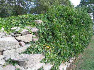 I norr finns en del av den medeltida kyrkogårdsmuren med skyttevärn och krenelering bevarad. Muren är dock i stort sett överväxt av murgröna. (KI Alböke kyrkog 007) Minneslunden från öster.