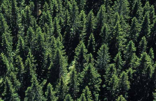 Därför är det viktigaste miljömålet att bevara skogens biologiska mångfald i form av djur- och växtarter och deras livsmiljöer. Här är FSC-certifieringen ett kvitto på ansträngningarna.