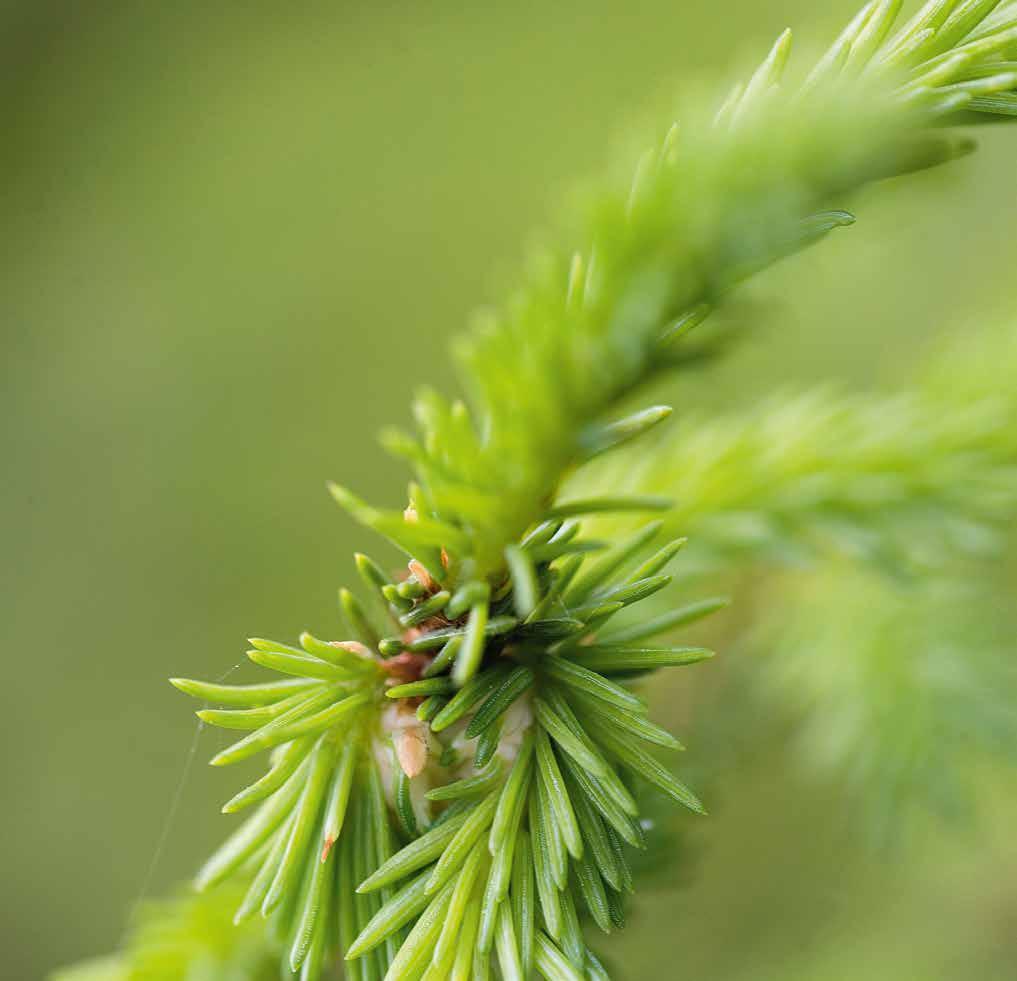 Affärsområden Skogsindustriprodukter Skogsindustriprodukter SCA är Europas största privata skogsägare med 2,6 miljoner hektar miljöcertifi erad skogsmark och producerar skogsindustriprodukter med en