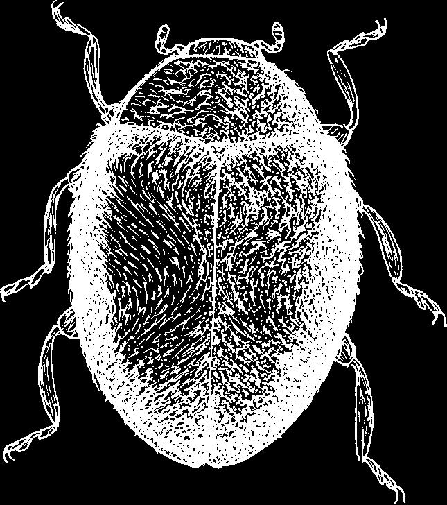 Hans-Erik Wanntorp Ent. Tidskr. 125 (2004) Figur 2. Scymnus limbatus Steph. (Öl Högsrum 9.7 1981 G. Gillerfors). med en nypa salt. S. ater är i Tyskland tagen under barkflagor på ek med angrepp av eksköldlusen, Kermes quercus (L.