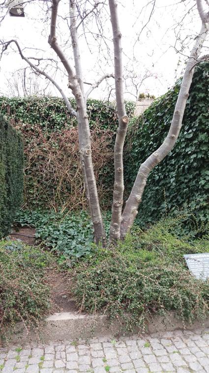 4.1.2 Plats 2. Amaliehaven, Köpenhamn. Figur 9. Plan över Amaliehaven. Ej skalenlig. Amaliehaven var uppbyggd som en liten vintergrön stadspark avskärmad från staden.
