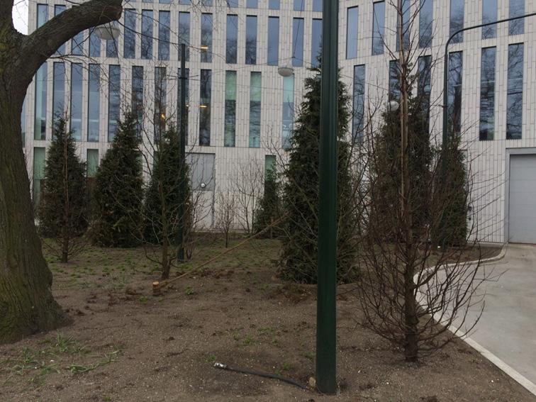 Geometriska mönster (2) Det fanns en känsla av ordning på platsen. Det fanns inga uppenbara geometriska mönster i placeringen av tujorna, inte heller i den rumsliga strukturen av platsen.