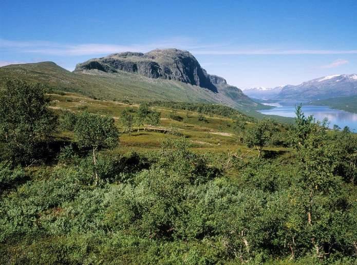 De största föreslagna skogliga värdetrakterna finns i den fjällnära regionen, huvudsakligen ovanför den fjällnära gränsen, som sträcker sig över Norrbottens län och Västerbottens län.