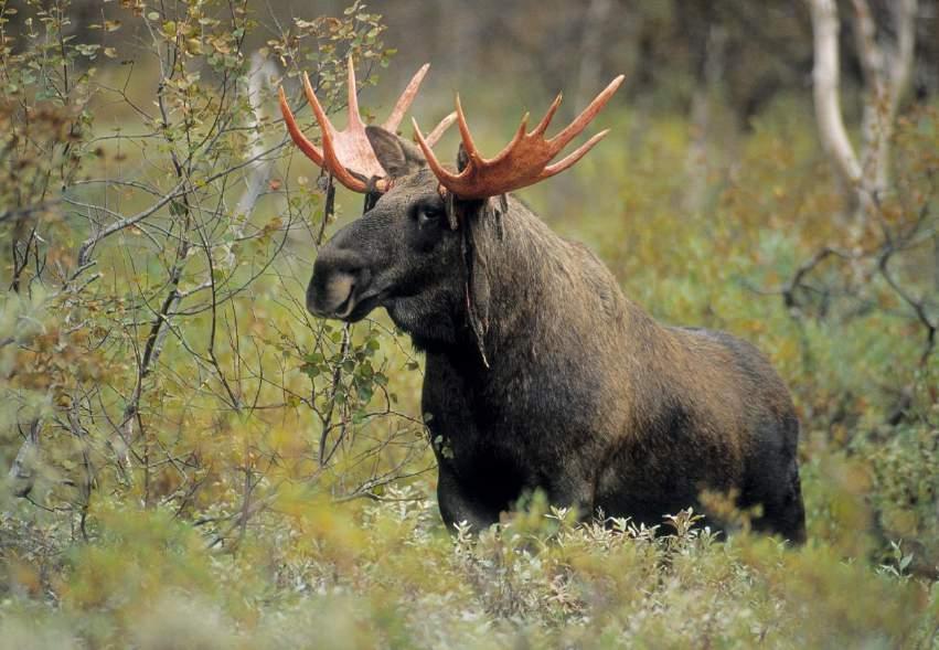 Storvuxen älg i Sarek nationalpark, Norrbottens län. Foto: Peter Lilja/IBL Bildbyrå (Naturvårdsverket 2016a). 3.4 