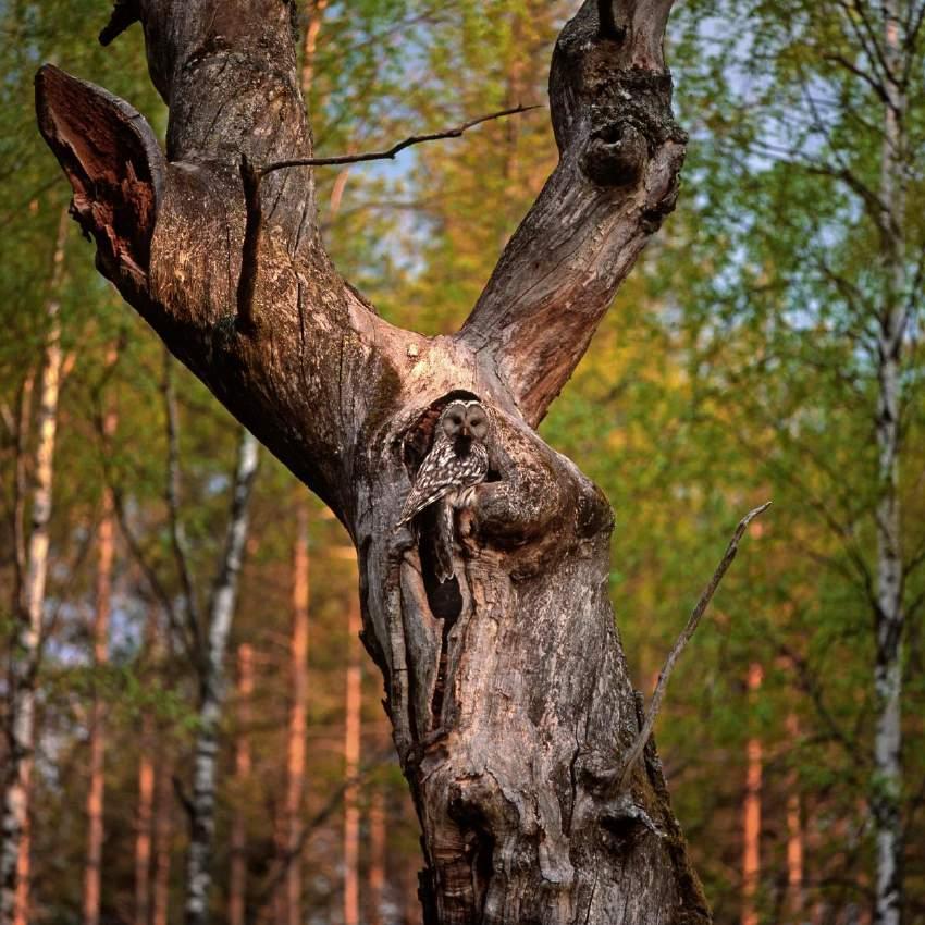 Slaguggla i Färnebofjärdens nationalpark, Gävleborgs län.