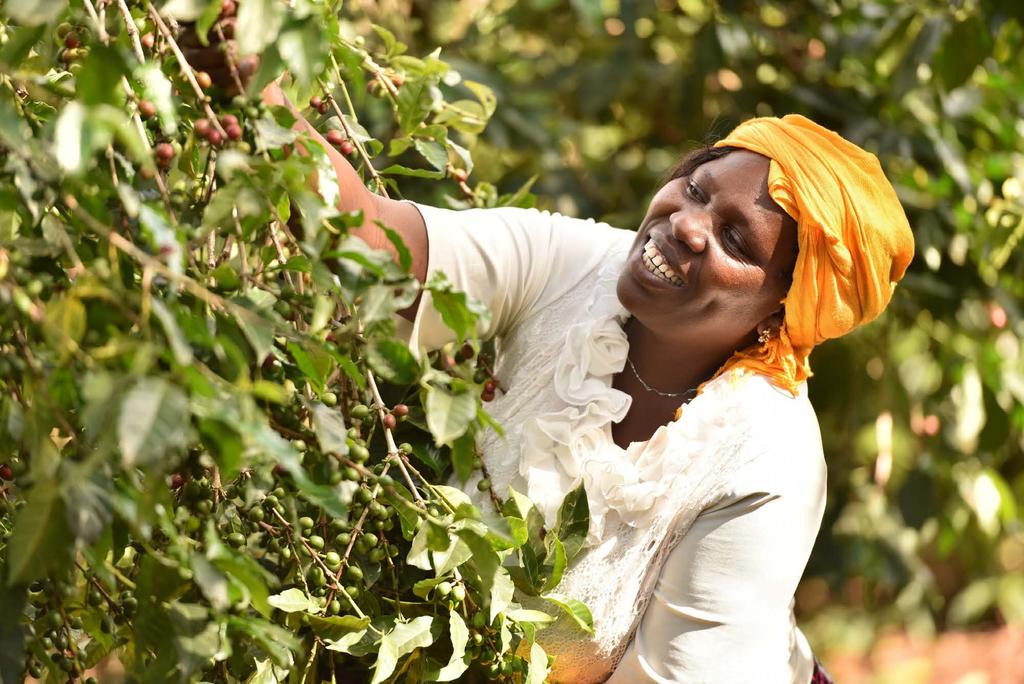 Fairtrades kriterier Odlare Anställd