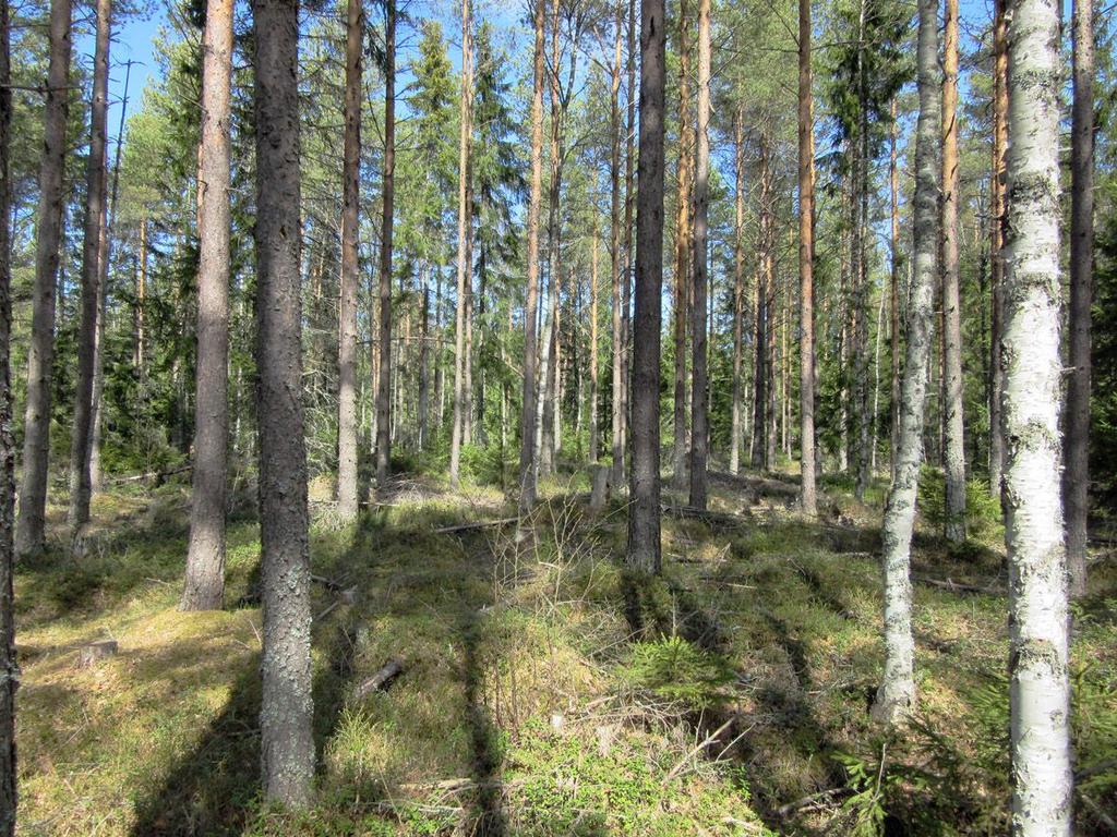 9 8. Beskrivning av inventerade områden Fotograferingsplatsen 1 Platsen för vindkraftverket är belägen på jämn terräng på den östra sidan av den