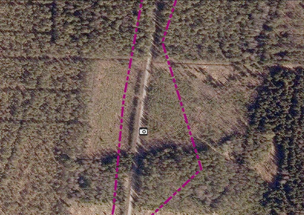 Ca 200 m nordost förekommer gamla åkerområden som växer planterad tallskog.