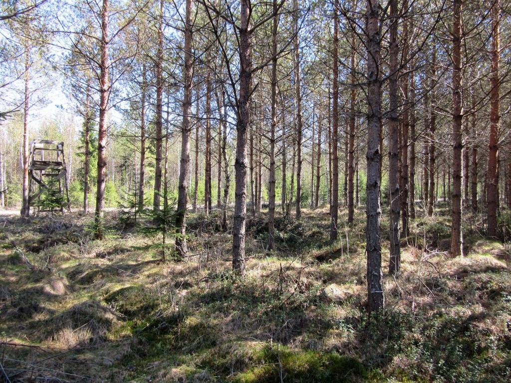 12 Fotograferingsplatsen 4 På området runt det planerade vindkraftverket förekommer avverkade skogsskiften som är plöjda och markytan är