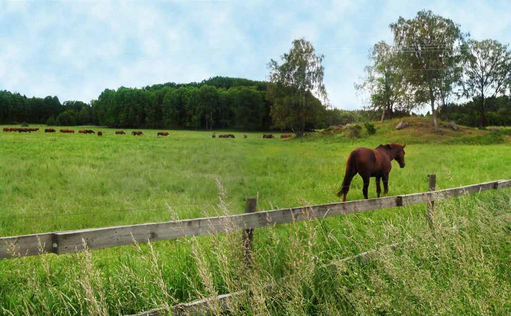 Bete vid Lövsta gård.
