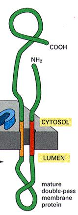 8 10. Det hypotetiska proteinet MUP17 (markerad i bild) är membranbundet, med en extracellulär del (som är är glykosylerad) och en intracellulär del/loop.