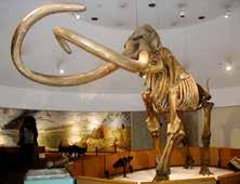 En av världens mest berömda fyndplatser för fossil från istidens djurvärld ligger mitt i centrum av Los Angeles i Kalifornien, inte långt från Hollywood.
