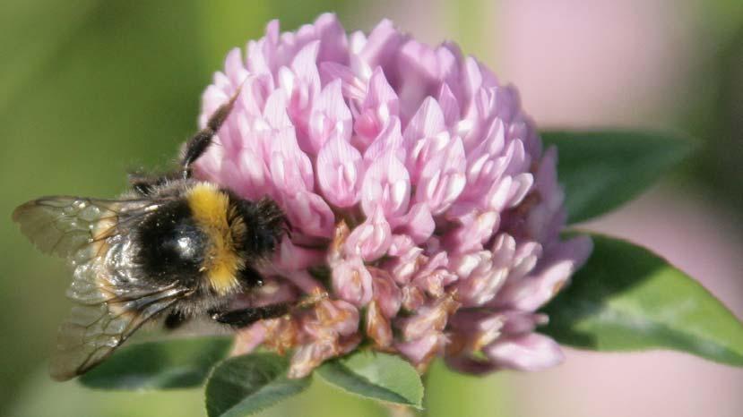 Bin och humlor avgör klöverfröskörden En bra pollinering är helt avgörande för att få en hög fröskörd i vit-, röd och alsikeklöver.