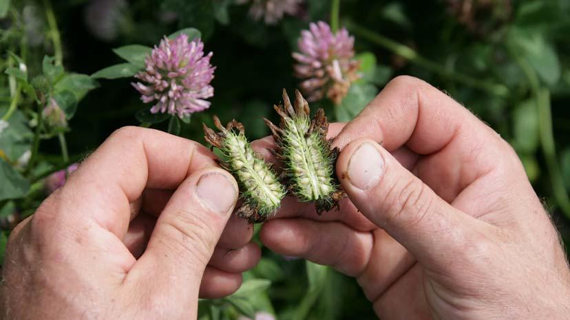 Inte tröskmoget. När huvuddelen av blomhuvudena är bruna och den översta centimetern av stjälken är svart, då bör tröskning ske inom en vecka, men så är ännu inte fallet för detta blomhuvud.