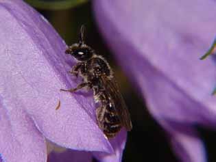 14 INVENTERING AV JORDTORPSÅSOMRÅDETS VILDBIFAUNA (LAN). Under inventeringen 2006 noterades arten även på Hässleåsen (LN).