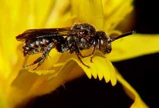 16 INVENTERING AV JORDTORPSÅSOMRÅDETS VILDBIFAUNA stråbitar, pinnar m m). Inom hela Jordtorpsområdet är arten talrik och således en möjlig närings- resurs för parasiter.