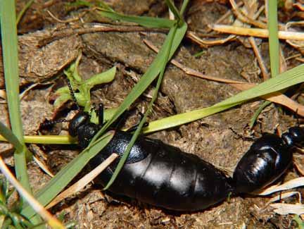 INVENTERING AV JORDTORPSÅSOMRÅDETS VILDBIFAUNA 17 Majbaggar Meloe-arter Tre arter av majbaggar noterades från området 2006. Av den i landet vanligaste arten M.