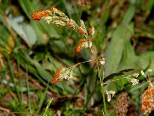 En mindre andel av dem uppehöll sig på blommor och skott av femfingerört Potentilla argentea medan en övervägande andel på allehanda andra uppstickande, av bin ej besökta växter som svartkämpar