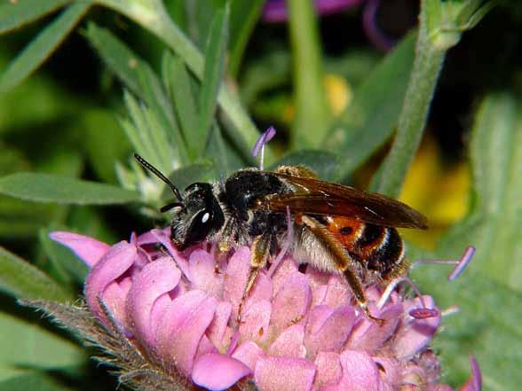 INVENTERING AV JORDTORPSÅSOMRÅDETS VILDBIFAUNA 29 Litteraturreferenser Gathman A. & Tscharntke T. 2002. Foraging ranges of solitary bees. J. Anim. Ecol. 71: 757-764. Gärdenfors U. (red.) 2010.