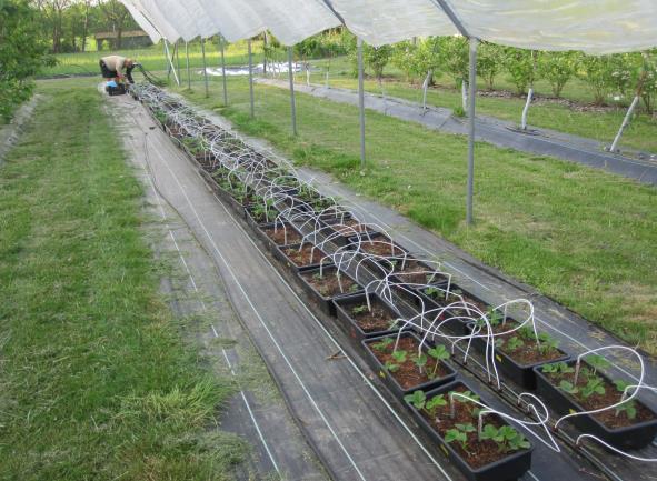 * I jämförelse med kokos främjas den naturliga mikrofloran med den antagonistiska potentialen bättre i både nya oh använda torvsubstrat * Samspelet mellan kaliumfosfit oh den naturliga mikrofloran oh