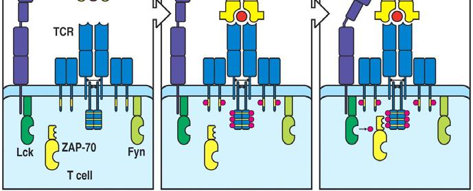 Protein Tyrosin