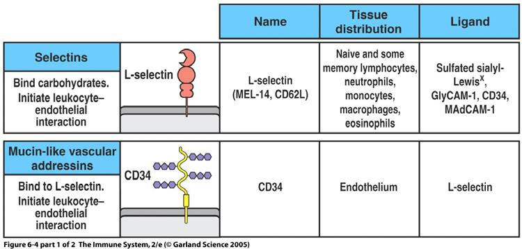 Cell adhesion molecules: