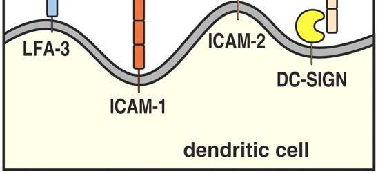 LFA-1: Lymphocyte function