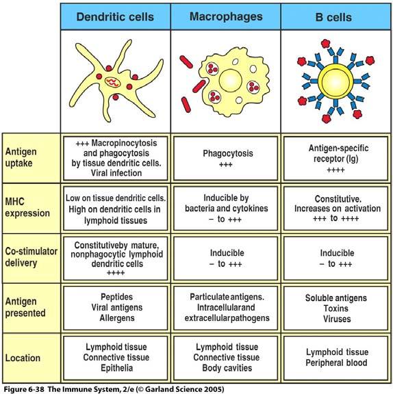 T cells