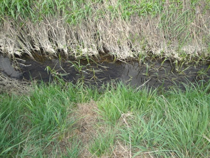 Segeå nedströms dikena Provpunkten ligger cirka 25 meter nedströms Tillflödesdike 2 (Fig.8). Figur 8.