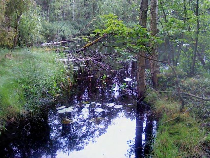 Åtgärdsförslag Gylet förefaller inte ha fått någon lägre vattennivå eller mindre vattenyta sedan 1869.