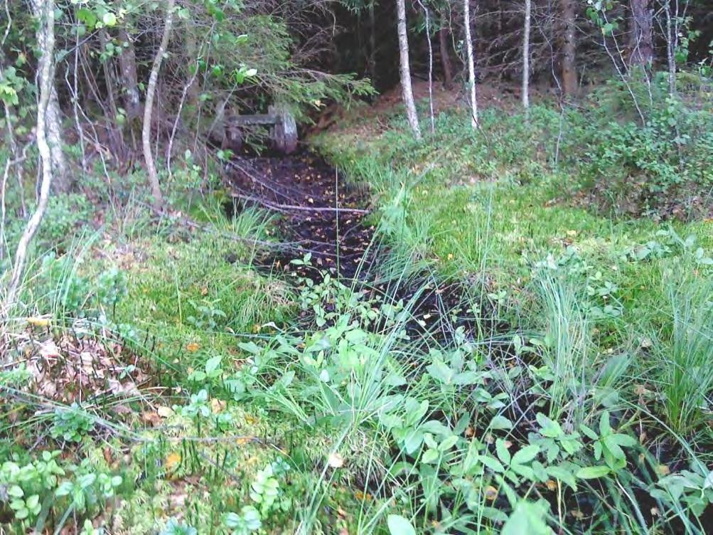 Figur 4.21 visar på gylets utloppsdike med gammalt dämme Avrinningsområdets yta till gylets utlopp är ca 8,1 ha och gylets vattenyta är ca 1,8 ha.