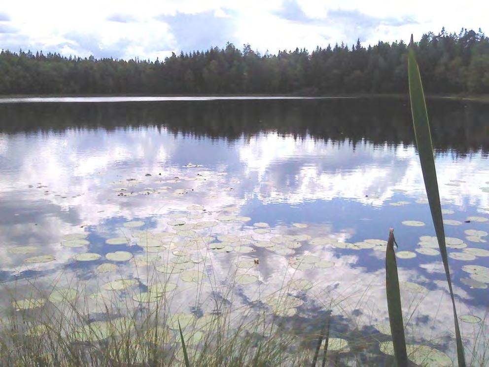 Vattnet var relativt klart i både gylet och utloppsdiket vid platsbesök 2012-08-09.