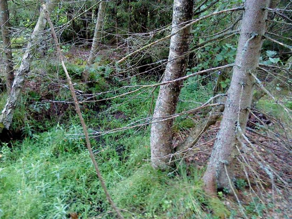 bladvass. Det nordöstra utloppet är relativt igenvuxet med vitmossor, kaveldun, starrarter och al. Av vegetation i gylet finns främst bestånd av näckrosor.