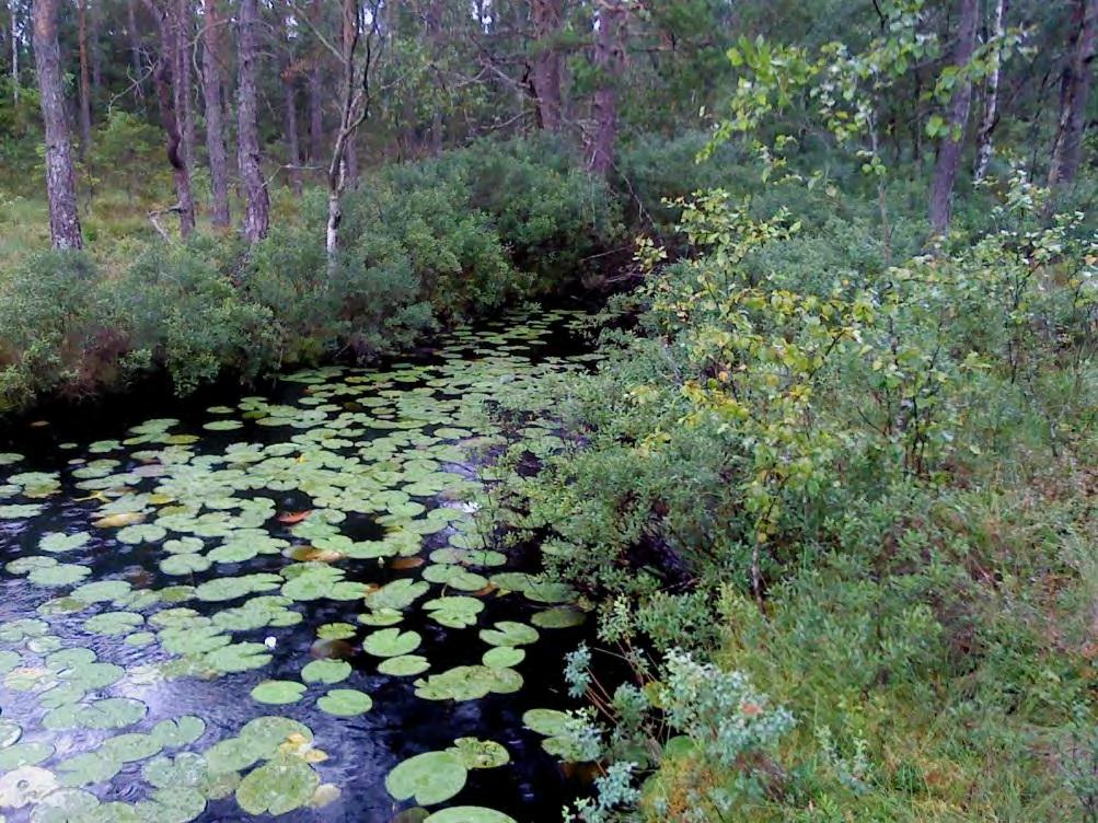 Figur 4.29 visar på utloppet från Mossagyl Andra åtgärder är att gynna lövträd som al och björk för att skapa bredare skyddszoner utmed vattenlinjen. 4.3.