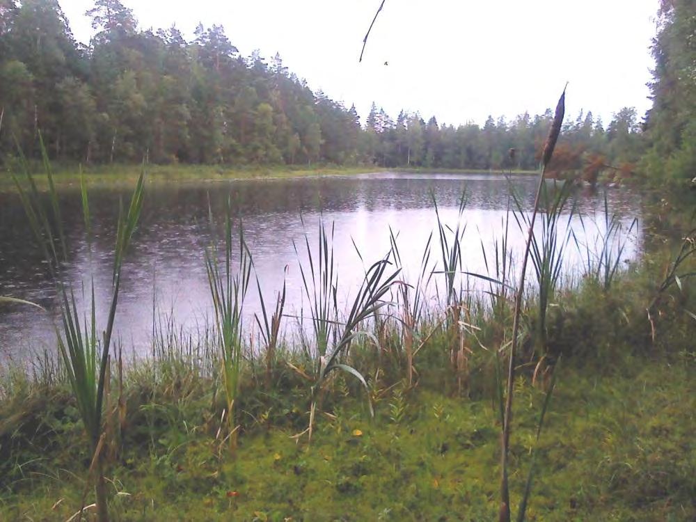 Utloppsdiket var vid platsbesök 2012-08-10 mer eller mindre igenvuxet med kaveldun och starrarter. Vid utloppet fanns inslag av al, björk, vide och gran.
