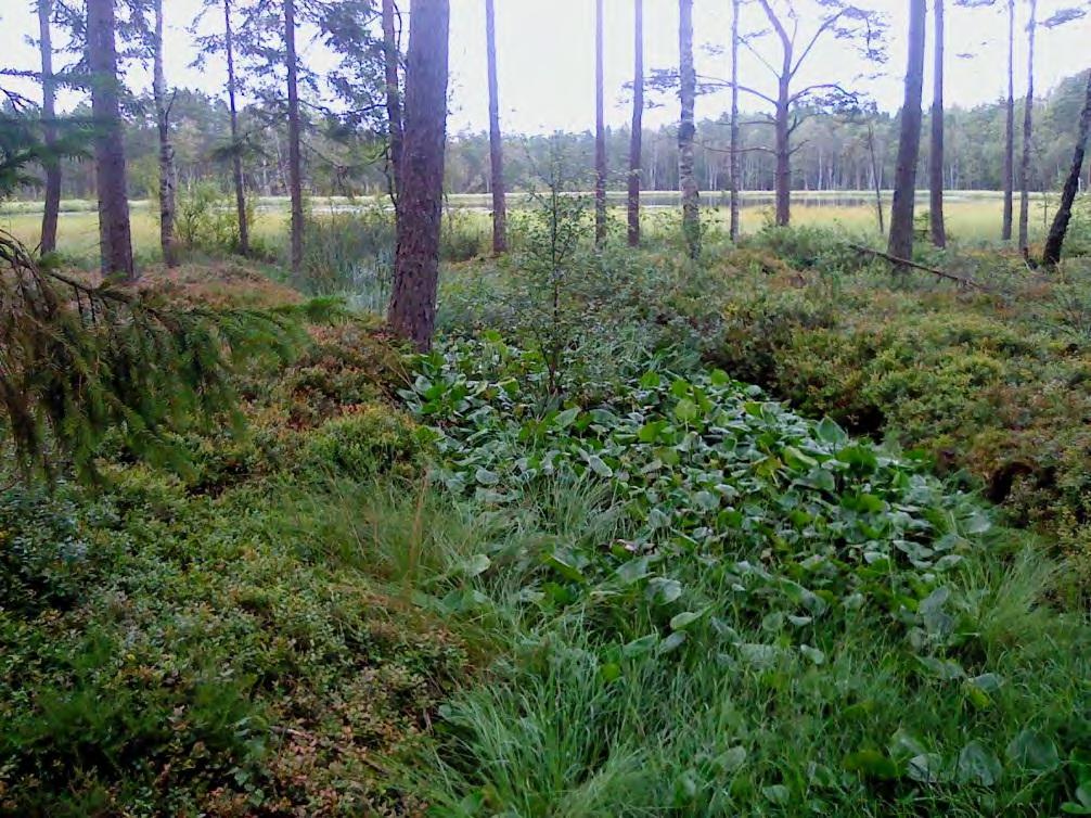 Figur 4.32 visar på utloppsdiket från Tyskagylet Tyskagylet är kraftigt försurat och mätningar under 2011 gav en alkalinitet på -6 till - 140 μekv/l och ph 4,46 till 5,28 (Länsstyrelsen, 2011).