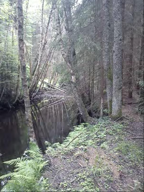 mindre erosion och sedimenttransport i vattendraget. Ett par uppväxtområden och ståndplatser för fisk anläggs enligt figur 2.23.