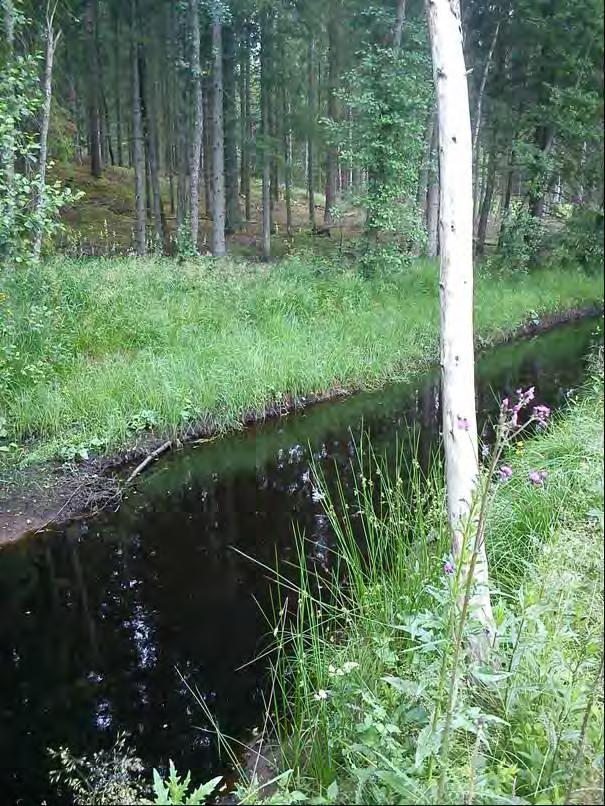 Det finns potential att anlägga en våtmark på den öppna marken väster om ån. Ett delflöde från ån leds in via ett öppet dike och utlopp sker via ett öppet överfall eller ett strypt utloppsrör till ån.