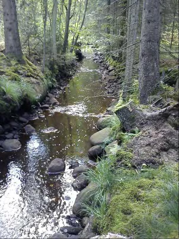 En ca 5-10 m bred kantzon med lövträd planterad gruppvis på vardera sidan ån. Kostnad: Total uppskattad anläggningskostnad uppgår till runt 150 000-250 000 kr.