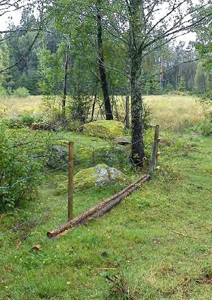 Våtmark 5 Våtmark 5 Våtmarksläge 5 består idag av betesmark med ett mycket blött område med våtmarksväxtlighet (se figur 3.5). Ett dike rinner i sydvästlig riktning genom området.