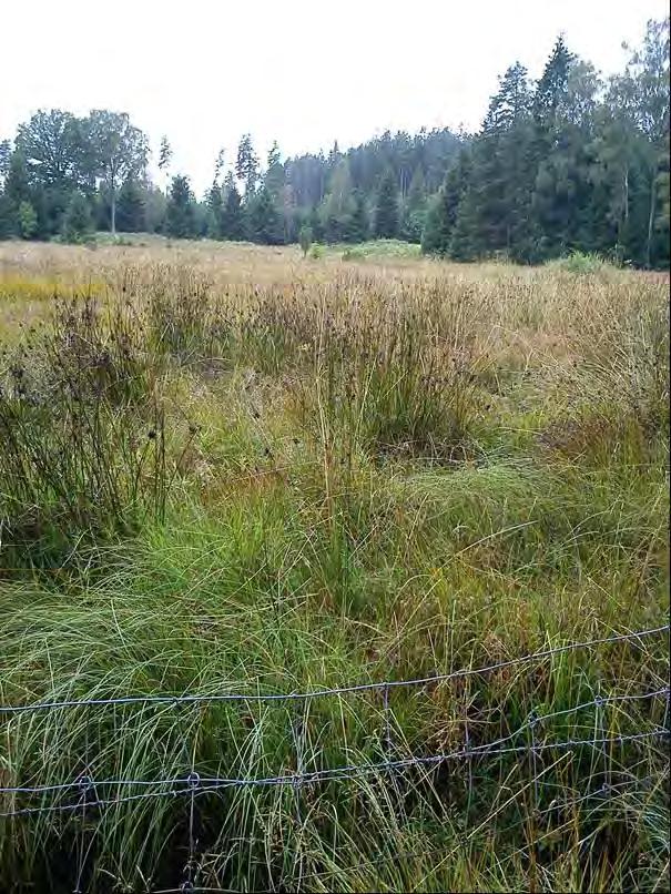 Våtmark 7 Våtmarksläge 7 består av ett område med mycket gles äldre granskog, som är delvis mycket blöt och bevuxen med våtmarksväxtlighet.