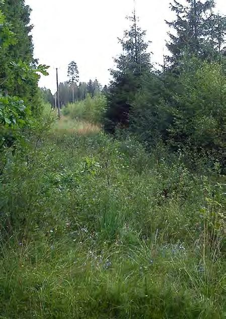 Figur 3.18 visar våtmarksläge 27, 28 och 29. Bilden t.h. visar våtmarksläge 27. Våtmark 28 Nedströms våtmark 27 finns ytterligare en svacka med obrukad sankmark (se figur 3.18 och 3.19).
