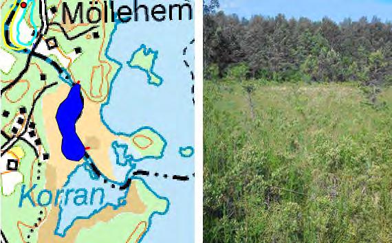 Våtmark 41 Våtmarksläge 41 (se figur 3.25) ingår som förslag längs delsträcka 1 i vattendragsinventeringen. På kärrmarken väster om ån anläggs en våtmark med varierande vattenyta genom schaktning.