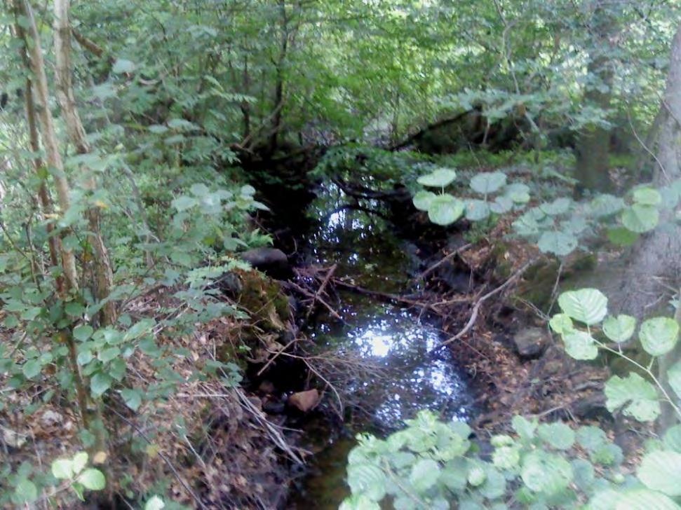 Figur 4.7 visar utloppsdiket från Ekeshultssjön. Inslag av al syns i figuren. 4.3.