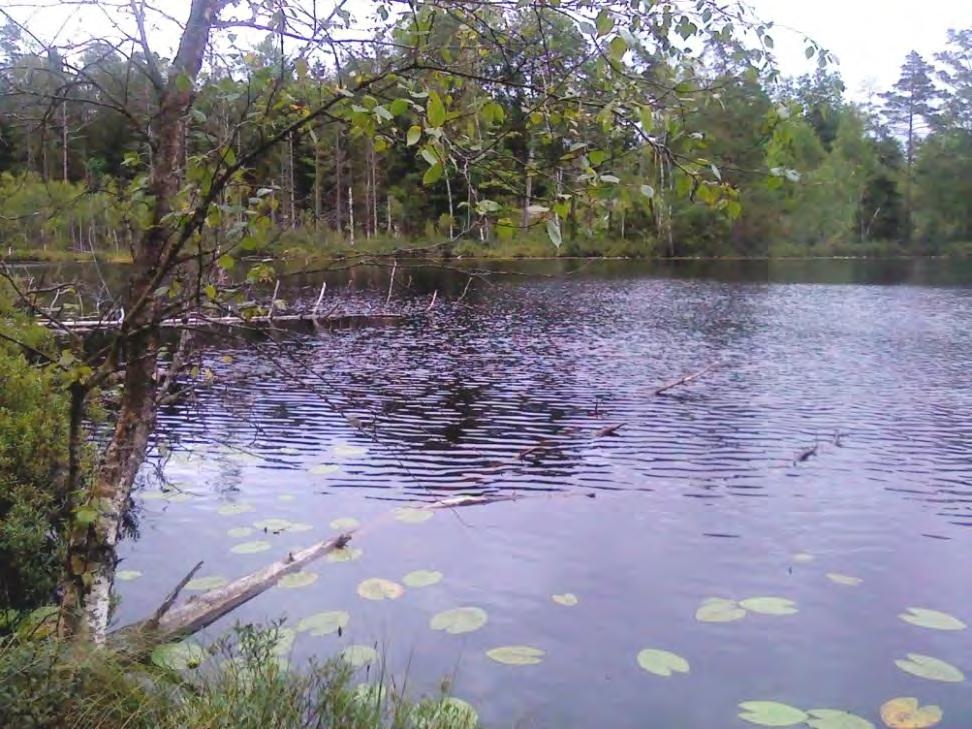 Utflöde sker till dike mot våtmark och Ekeshultssjön. Vattnet var relativt klart vid platsbesök 2012-08-08. Figur 1.
