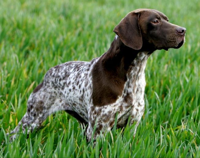 Braque Français - Pyrenée Helhetsintryck En stående fågelhund av medelproportioner och ädelt utseende. Muskulös utan att vara kraftig.