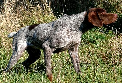 Braque Français - Pyrenée Lite om utseendet Huvudet är kraftigt men inte alltför tungt. Skallen är nästan platt med en lätt fåra. Nackknölen framhävs ej. Stopet måttligt markerat.