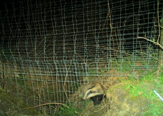 För faunapassager där funktionen även är att leda friluftsliv över vägen kan det därför vara bra att hänvisa människorna till markerade stigar längs brons ena sida.